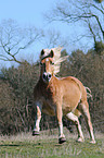 rennender Haflinger