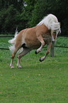 galoppierender Haflinger