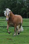 trabender Haflinger