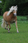 trabender Haflinger