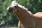 Haflinger Portrait