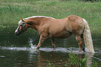 Haflinger im Wasser