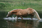 Haflinger im Wasser