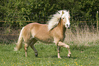 trabender Haflinger