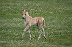 Haflinger Fohlen