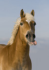 Haflinger Portrait