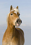 Haflinger Portrait