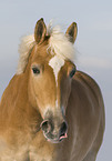 Haflinger Portrait