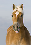 Haflinger Portrait