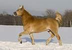 trabender Haflinger