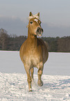 trabender Haflinger