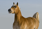 Haflinger Portrait