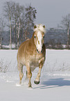 trabender Haflinger