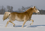 trabender Haflinger