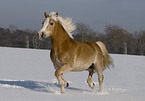 trabender Haflinger