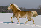 trabender Haflinger