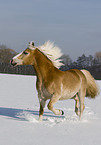 trabender Haflinger