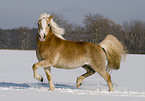 trabender Haflinger