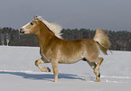 trabender Haflinger