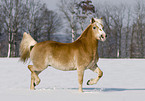 trabender Haflinger