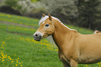 Haflinger