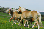 Haflinger