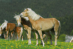 Haflinger