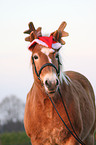 Haflinger Portrait