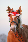 Haflinger Portrait