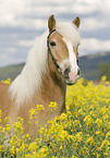 Haflinger