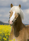 Haflinger