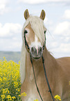 Haflinger