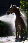 Haflinger wird geduscht