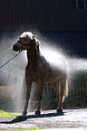 Haflinger wird geduscht