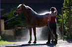 Haflinger wird geduscht