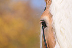 Haflinger Hengst