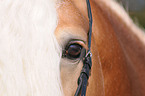 Haflinger Hengst