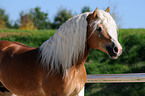 Haflinger Hengst Portrait