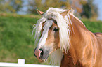 Haflinger Hengst Portrait