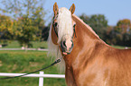 Haflinger Hengst Portrait