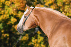 Haflinger Hengst Portrait