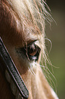 Haflinger Auge