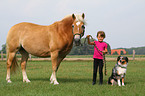 Mdchen mit Haflinger