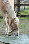 Haflinger