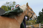 Haflinger