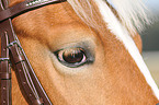 Haflinger Auge