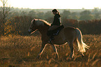 Frau reitet Haflinger im Abendlicht