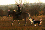 Frau reitet Haflinger und ein Hund folgt ihnen