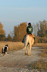 Frau reitet Haflinger und ein Hund folgt ihnen