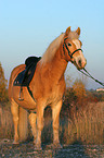 stehender Haflinger